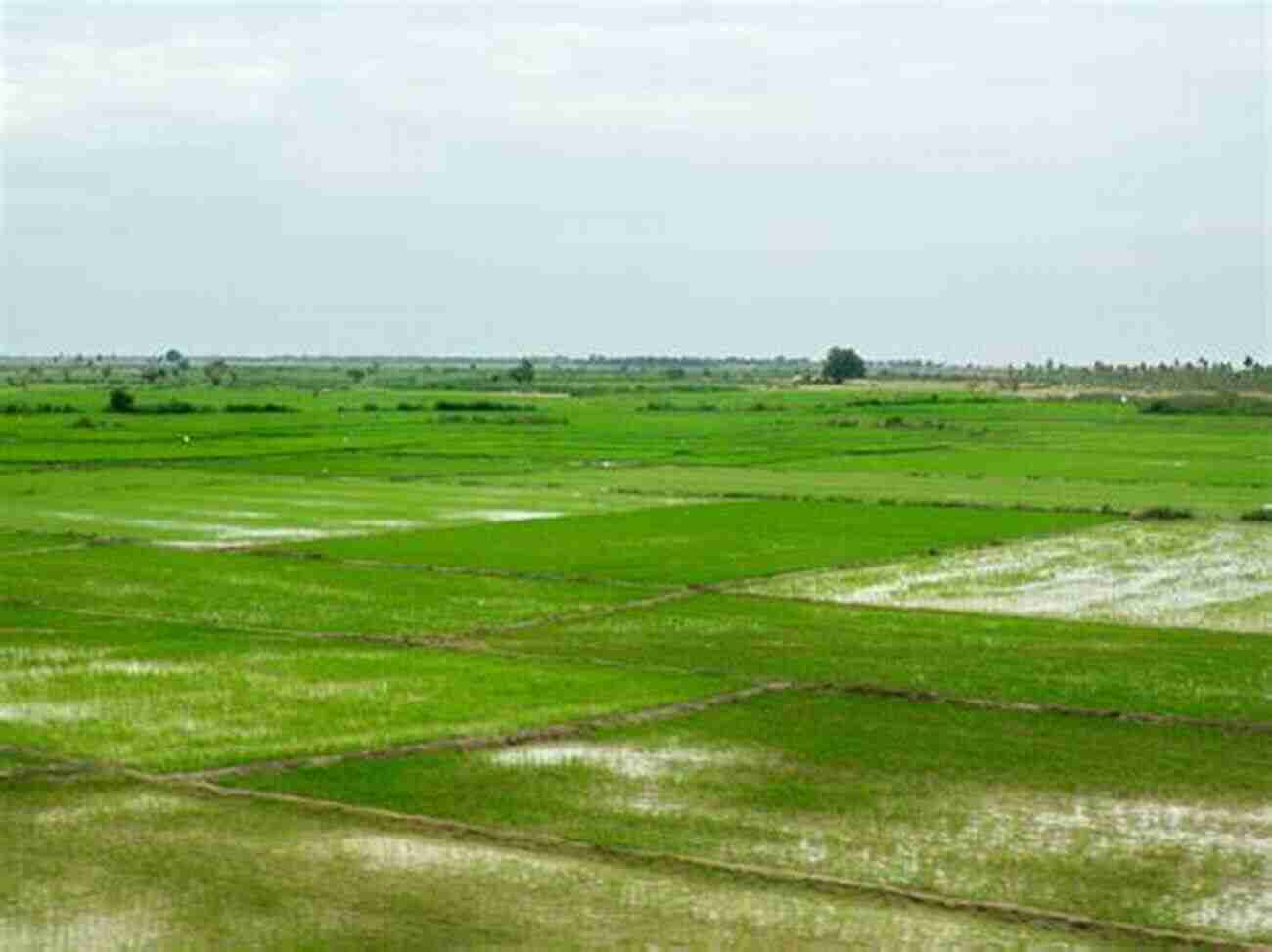 Vast Rice Fields In Cambodia Photos Taken By Japanese Tourist In Cambodia