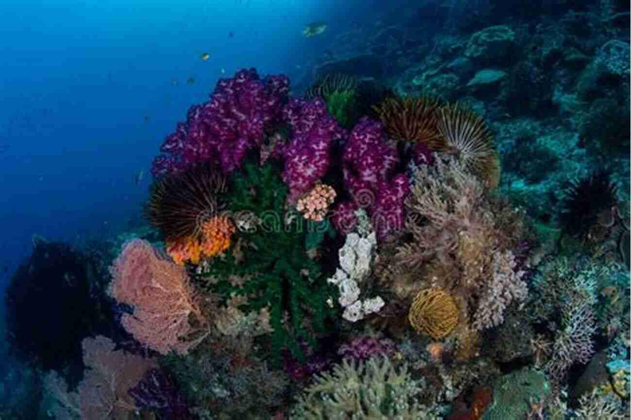 Vibrant Coral Reefs In Raja Ampat, Indonesia, Attracting Divers With Their Exceptional Beauty WHERE TO SCUBA: MALAYSIA REVEALED: 5 Hidden Scuba Sites Exposed And How To Get There