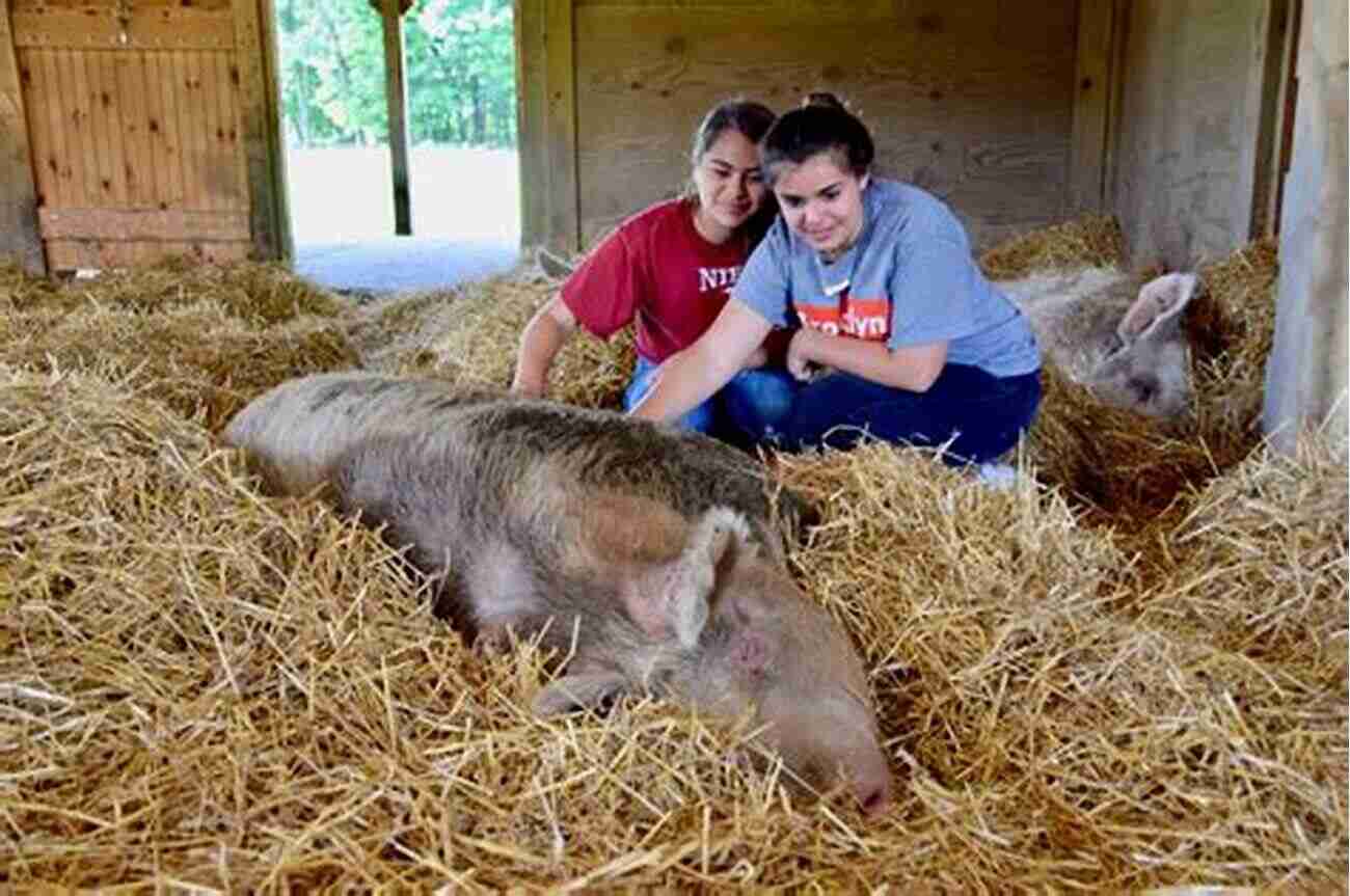 Visitors Interacting With Animals At Playing With Lucy Sanctuary Playing With S Lucy Sanctuary