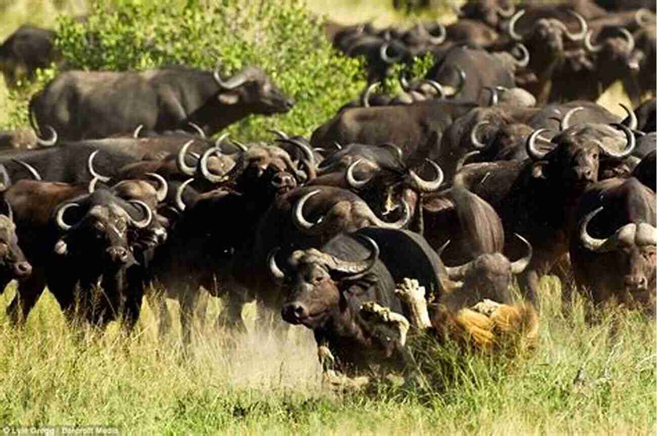 Wild Buffalo Stampede Save Me From The Lion S Mouth: Exposing Human Wildlife Conflict In Africa