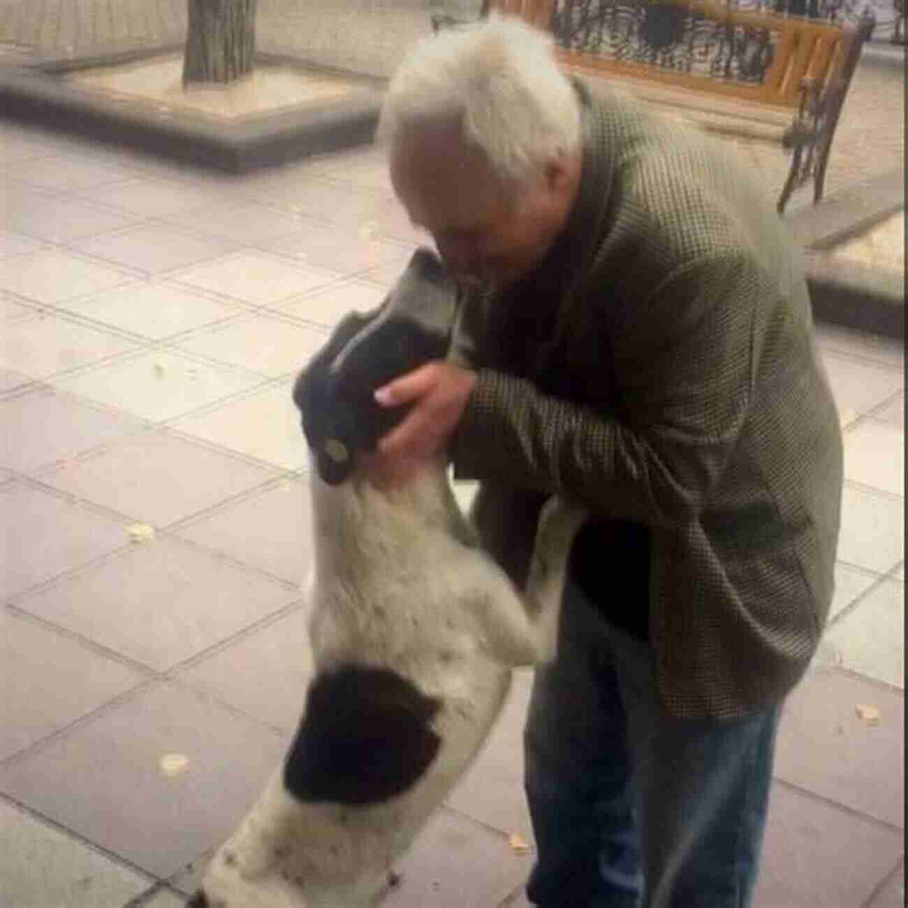 A Dog Owner Reuniting With His Lost Dog After Years Tears Of Joy And Endless Love Where S Daddy? : A Dog Owner S Journey Of Loss And Found And Found Again