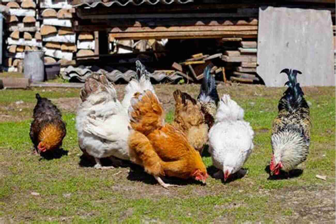 A Group Of Colorful Chickens Pecking At The Ground Farm Animals: The Farmer S Favorite