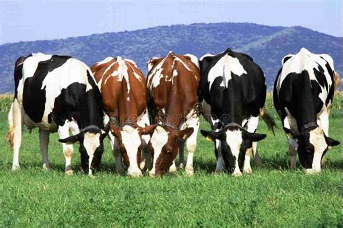 A Group Of Cows Grazing Peacefully In A Scenic Pasture Farm Animals: The Farmer S Favorite