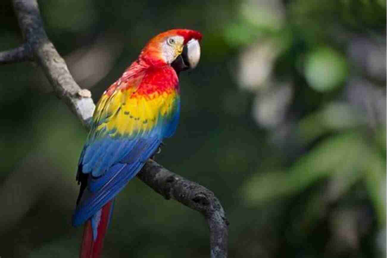 Colorful Macaws In The Tropical Rainforest Let S Learn: Birds David Gough