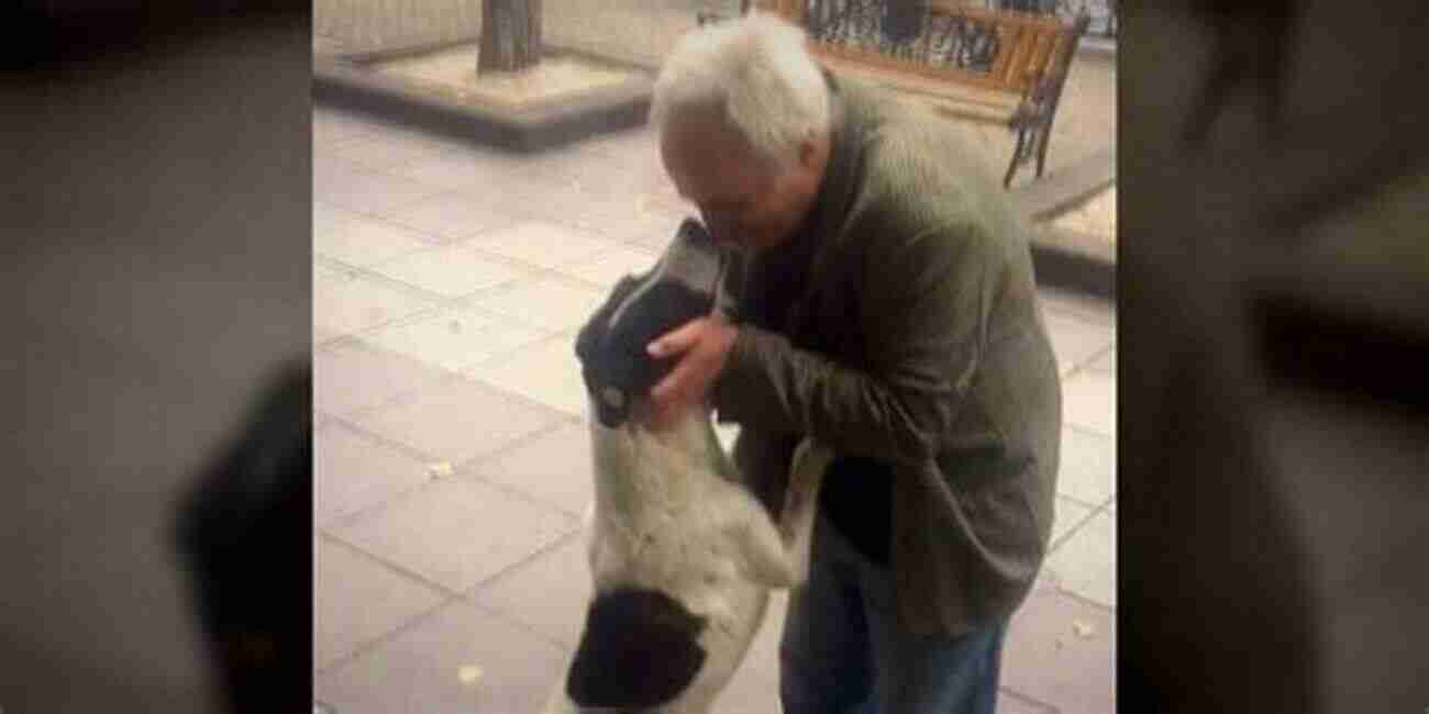 Dog Owner Finding His Lost Dog In The Park After Years A Heartwarming Reunion Where S Daddy? : A Dog Owner S Journey Of Loss And Found And Found Again