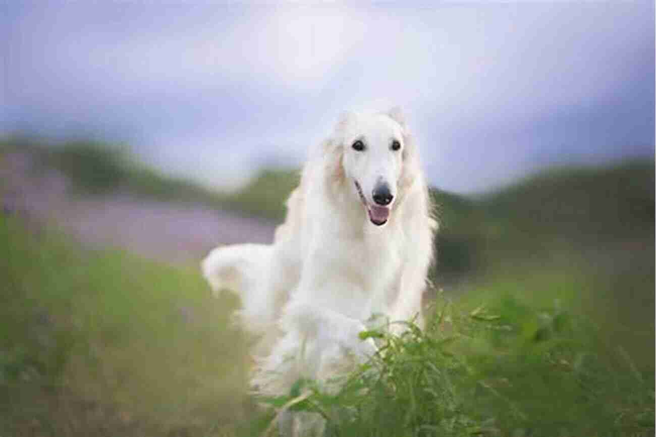 Long Haired Borzoi Dog Running Freely In A Lush Green Field Being Borzoi: Tales Of Adventures