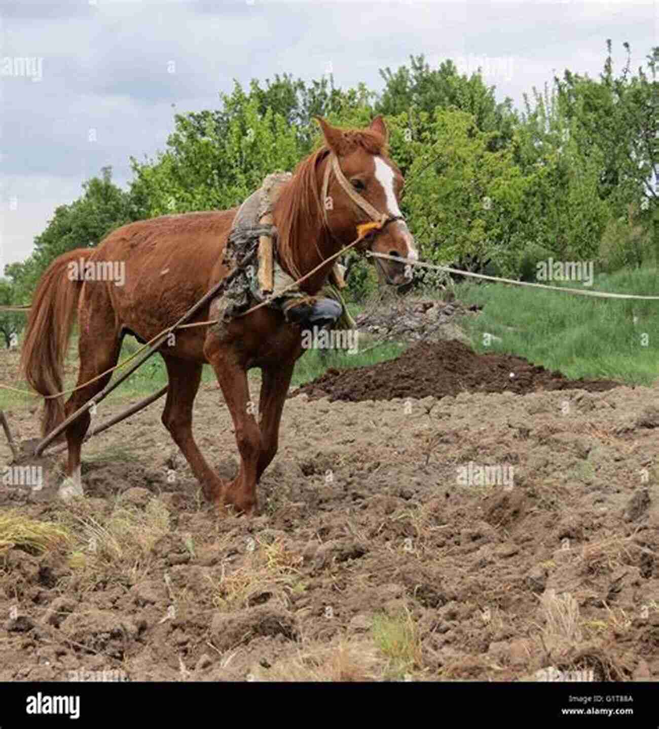 Majestic Brown And White Horse Plowing A Field Farm Animals: The Farmer S Favorite