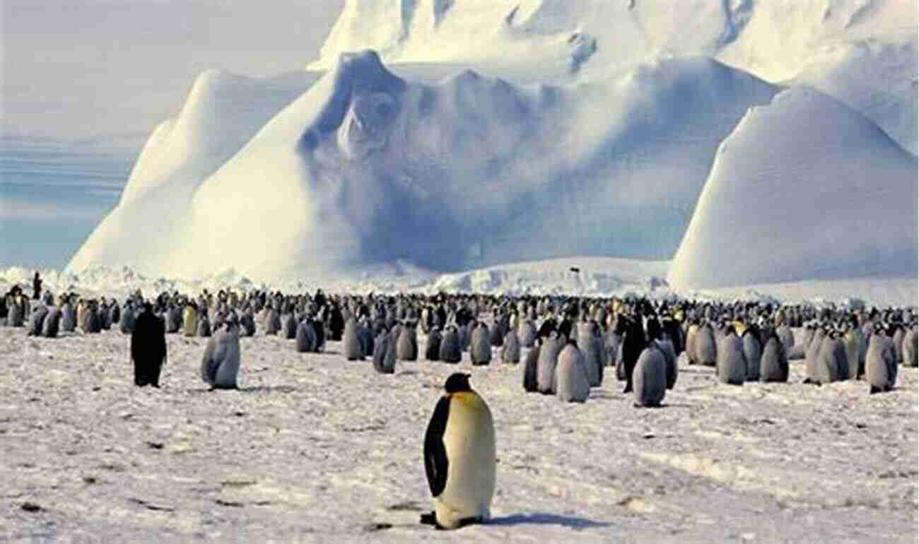 Penguin Colony On Iceberg Let S Learn: Birds David Gough