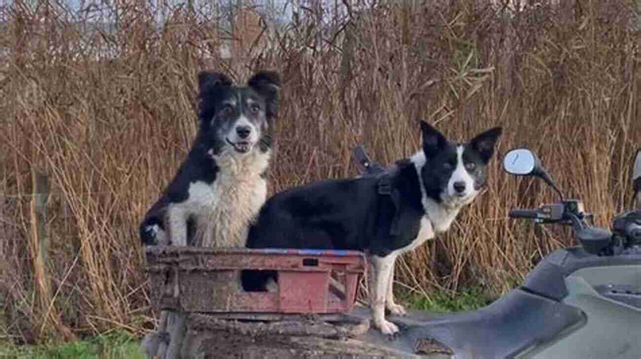 Two Playful Border Collies Herding Sheep Farm Animals: The Farmer S Favorite