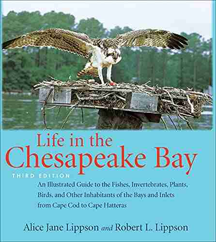 Life In The Chesapeake Bay: An Illustrated Guide To The Fishes Invertebrates Plants Birds And Other Inhabitants Of The Bays And Inlets From Cape Cod To Cape Hatteras