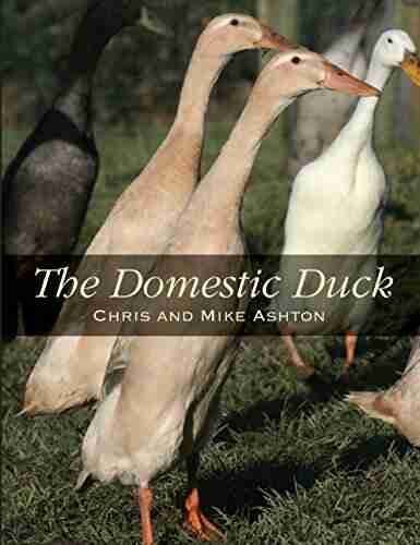 Domestic Duck K Maria D Lane