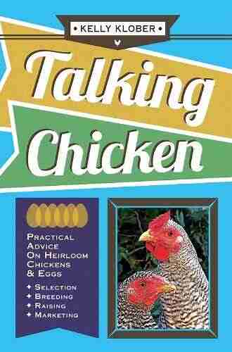 Talking Chicken: Practical Advice On Heirloom Chickens Eggs