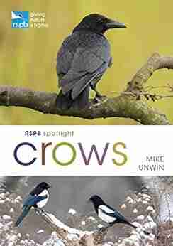 RSPB Spotlight Crows Mike Unwin